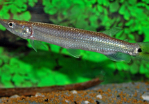 GAR CHARACIN