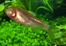 BLIND CAVE FISH