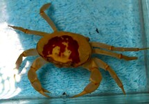 FIRE CRAB