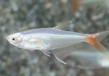 GLASS BLOODFIN TETRA