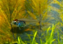 DWERG GLAS KARPERZALM