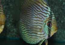 DISCUS HECKEL RIO NEGRO BLUE FACE