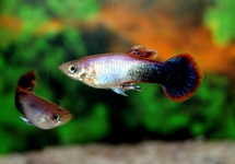 GUPPY TUXEDO ROSE (MÂLE)