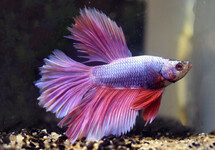 BETTA HALF MOON LAVENDER MALE