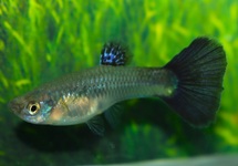 GUPPY BLUE GRASS FEMALE
