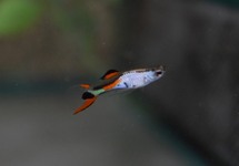 GUPPY ENDLER SILVERADO (M/F)