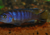 MALAWI CICHLIDE ELONGATUS MPANGA