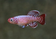EGGER'S KILLIFISH