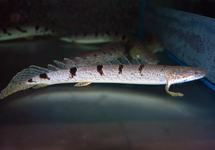 Polypterus