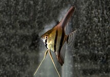 ANGELFISH DANTUM