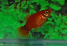 PLATY RED MICKEY