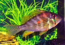 THREADFIN ACARA