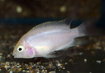 CONVICT CICHLID WHITE