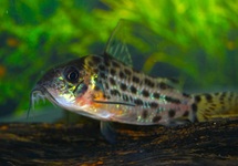 CORY C018