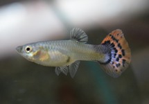 GUPPY LEOPARD RED BLUE FEMALE