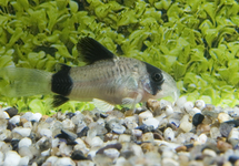 PANDA CORY