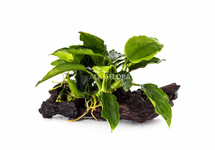 Anubias driftwood nano (5-7cm) - DW