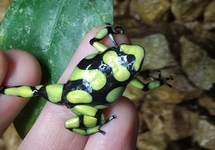 COLOMBIAN YELOW DART FROG