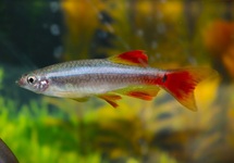 WHITE CLOUD MINNOW LONG FIN