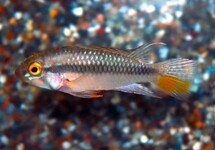 DWARF CICHLID BARLOWI