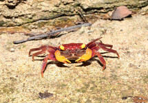 CRABE VAMPIRE POING DE FER