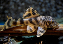 L121 WORM LINE PECKOLTIA