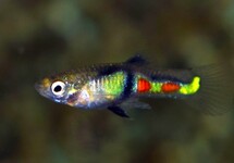 GUPPY ENDLER EL TIGRE (M/F)