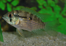 BLUE ACARA