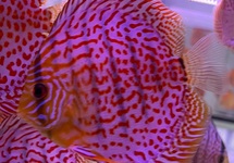 DISCUS LEOPARD