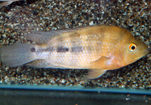 CITROENCICHLIDE CITRINELLUS