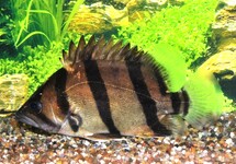 INDONESIAN TIGER PERCH