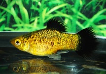 PLATY NEON GROEN WAGTAIL