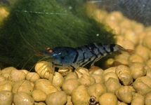 GOLDEN EYE BLUE TIGER SHRIMP