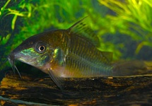 EMERALD CATFISH