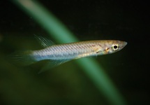 KILLIFISH KINDIA