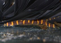 GIANT KUHLI LOACH