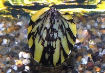 MARBLED LIMPET NERITE SNAIL