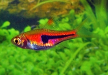 LAMBCHOP RASBORA