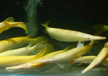 KORTNEUS BEENTONGSNOEK ALBINO