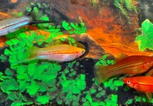 SWORDTAIL MIX