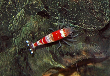 CRYSTAL RED SHRIMP