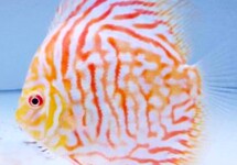 DISKUS WHITE TIGER