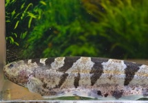 BARRED KNIFEFISH