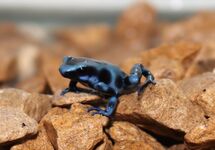GREEN POISON FROG BLUE