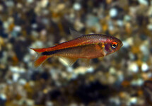 RIO FORMIGA TETRA