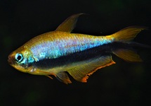 EMPEROR TETRA