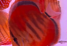 DISCUS HECKEL ICA ROUGE