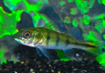 TUCANARE PEACOCK BASS