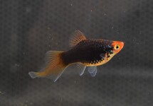 PLATY SPITZ MIX