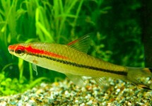 RED-LINE TORPEDO BARB